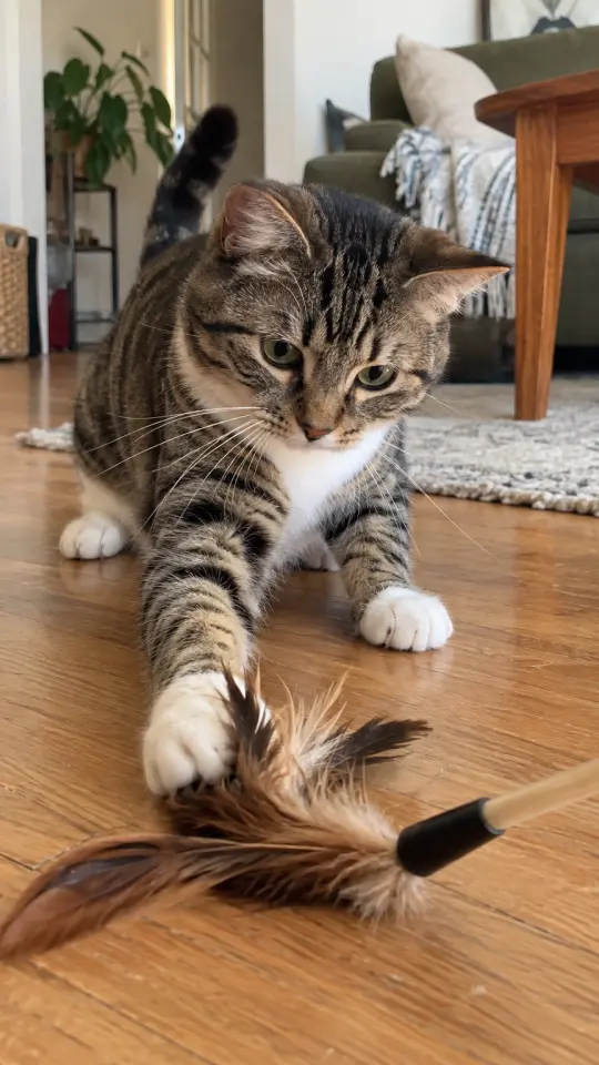 Illustration: a cat playing with a feather toy on a wooden floor